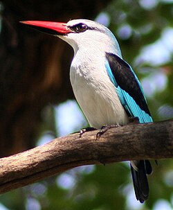 Ejemplar de Halcyon senegalensis