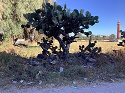 Acumulación de basura plástica abandonada en calles y espacios públicos.