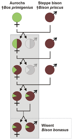 Diagrama de hibridación entre el bisonte de estepa y el uro.