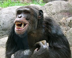 Chimpancé mostrando sus dientes