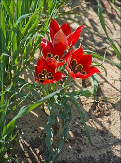 Ejemplar silvestre de Tulipa agenensis sharonensis en su hábitat natural en Israel