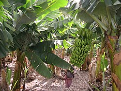 Plantación de plataneros en la isla de La Palma