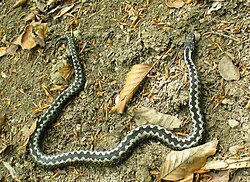 Ejemplar macho de Vipera berus