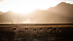 Guanacos en el Parque Eduardo Abaroa