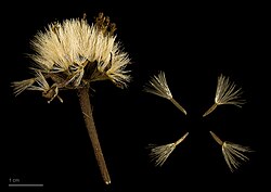 Ejemplar de Arnica montana