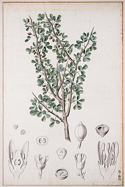Rama de Commiphora gileadensis utilizada históricamente en resinas y rituales.