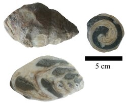 Fósiles de Trochactaeon conicus