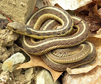 Ejemplar de Thamnophis sirtalis