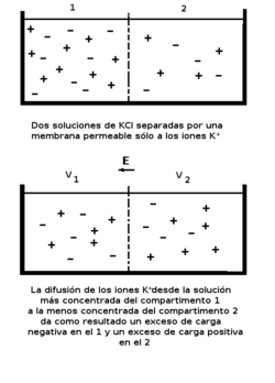 Esquema de la generación de un potencial de membrana