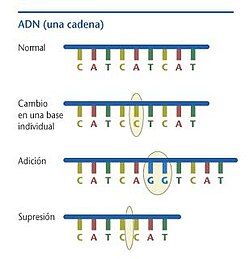 Representación gráfica de una mutación en el ADN