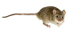 Representación taxonómica e ilustración de Mus musculus