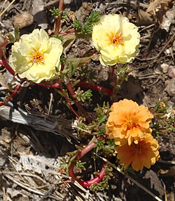Rosas de la especie Portulaca grandiflora con mutación en las flores de color naranja.