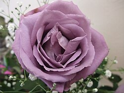 Rosa azul genéticamente modificada