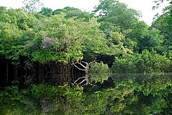 Vista de la Reserva Nacional Pacaya Samiria en Perú