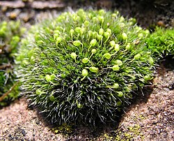 Grimmia pulvinata, un tipo de musgo.