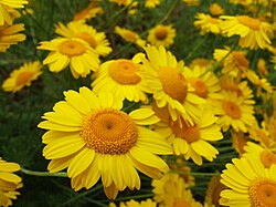 Representación esquemática de la diversidad de plantas angiospermas