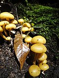 Setas creciendo sobre materia orgánica como ejemplo de hongos heterótrofos
