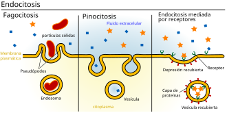 Proceso de endocitosis