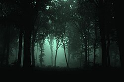 Bosque en Alsacia, Francia