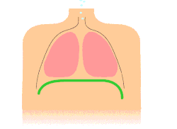 Animación de la ventilación pulmonar