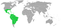 Ejemplar de piña o ananá Ananas comosus