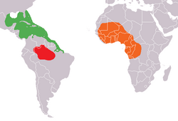 Mapa de distribución geográfica de las tres especies de manatíes en América y África.