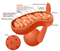 Reconstrucción tridimensional de la estructura interna mitocondrial