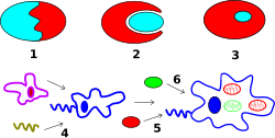 Modelos quiméricos del origen de Eukarya