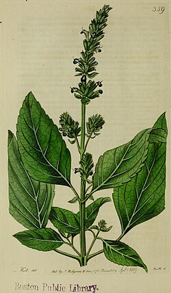 Esquema taxonómico e información botánica de la Salvia hispanica