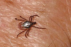 Garrapata adherida a la piel como ejemplo de ectoparásito