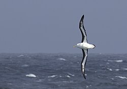 Ejemplar de albatros de ceja negra en su hábitat de anidación natural