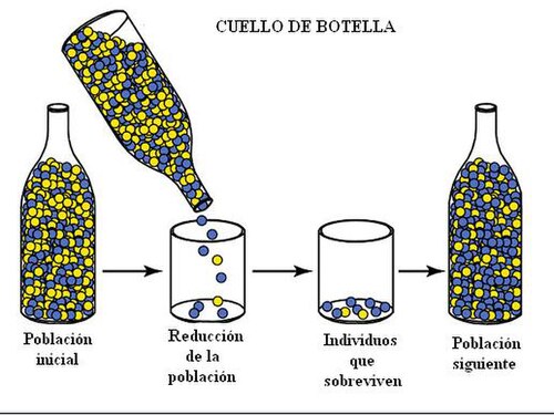 Diagrama del efecto cuello de botella