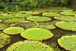 Nenúfar Victoria Regia