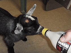 Cría de cabrito junto a su madre.