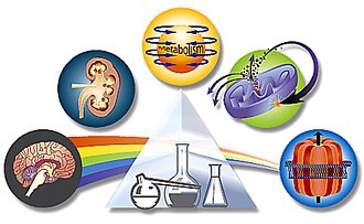Ilustración representativa de áreas principales de la farmacología como el cerebro, los riñones, el metabolismo y las mitocondrias.