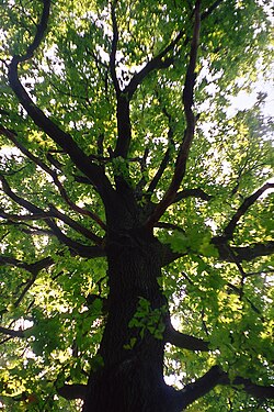 Ejemplar majestuoso de Quercus robur