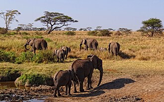 Clima ecuatorial de sabana en el Serengueti, Tanzania