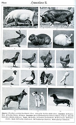 Variaciones morfológicas en diferentes animales domésticos, incluyendo cerdo, conejo, gallina, paloma y perro.