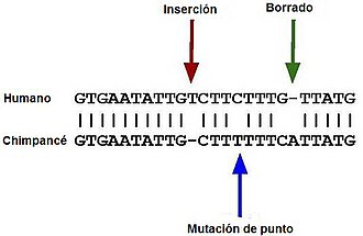 Ilustración de mutaciones que causan pseudogenes en la familia del olfato humana frente al ortólogo funcional del chimpancé