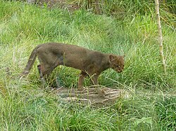 Ilustración o representación fotográfica del Puma yagouaroundi