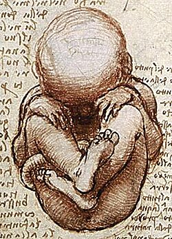Dibujo anatómico histórico de un feto humano por Leonardo da Vinci realizado entre 1510 y 1512.