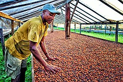 Granos de cacao en Santo Tomé y Príncipe