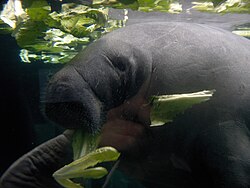 Manatí del Caribe alimentándose en aguas poco profundas.