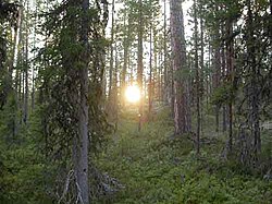 Paisaje característico de la taiga siberiana