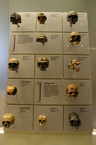 Colección de réplicas de cráneos de homínidos