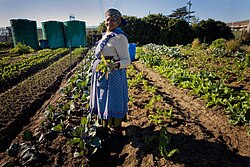 Cultivo y crecimiento de hortalizas en el campo