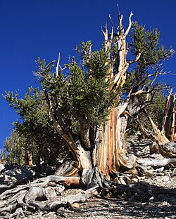 Pinus longaeva anciano en California