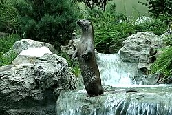 Nutria en el valle de Ossau