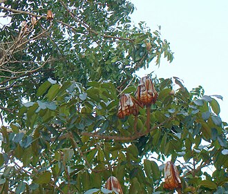 Frutos abiertos de caobo