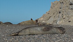 Hembra de elefante marino del sur